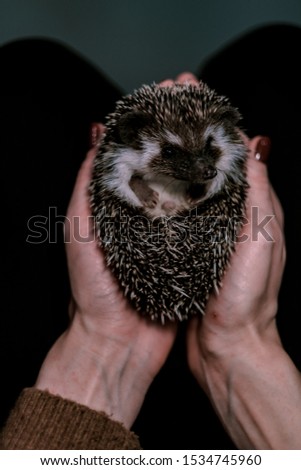 A small decorative hedgehog curled into a ball in female hands. Cute african hedgehog on womans palms. Pets concept