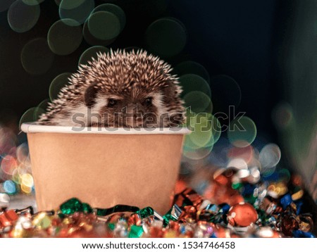 Christmas card with a cute little hedgehog. fir background. New year card hedgehog. Holidays, winter and celebration concept. copyspace - holidays, animals and celebration concept