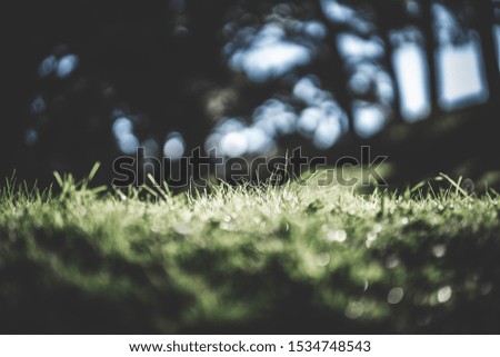 spring green grass and blurred background