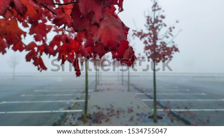 Red maple in the fog in the parking lot. Fog in the city 