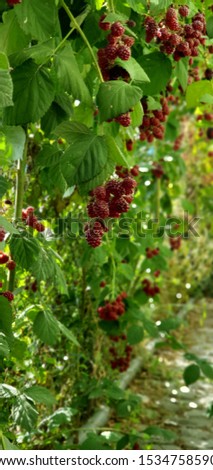 One of the most beautiful fruit gardens I have visited in Azerbaijan and this picture of the good berry fruit from the garden