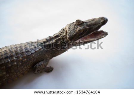 Crocodile with open mouth in white background