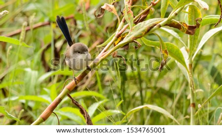 Fairy Wren Bird in Australia