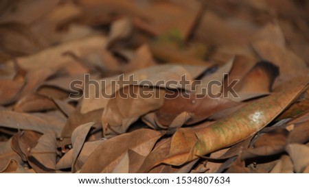 background of close-up dried leaves, blurry photo and out of focus, selective focus