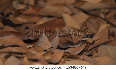 background of close-up dried leaves, blurry photo and out of focus, selective focus