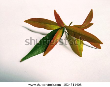 plant isolated in white paper for background design