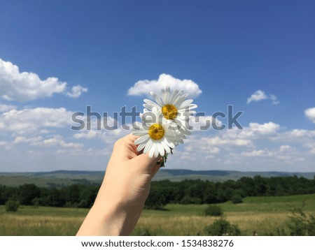 bouquet of daisies against the sky