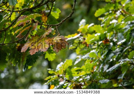 Oak leaves turning Autumn colours on a branch close up