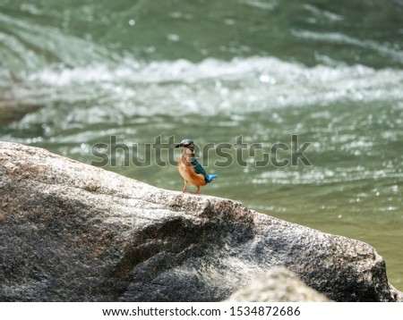 Common Kingfisher (alcedo atthis) or Eurasian kingfisher, little bird walking on the big rock in a stream with flowing water blurred background. Nature in Southern Thailand. Selective Focus.