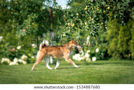 Puppy breed Shiba inu beautifully runs on the lawn under the Apple tree