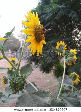 Original sunflower picture. Beautiful sunflower rear picture.
