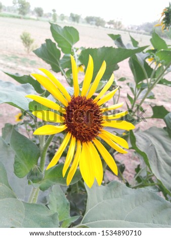 Original sunflower picture. Beautiful sunflower rear picture.