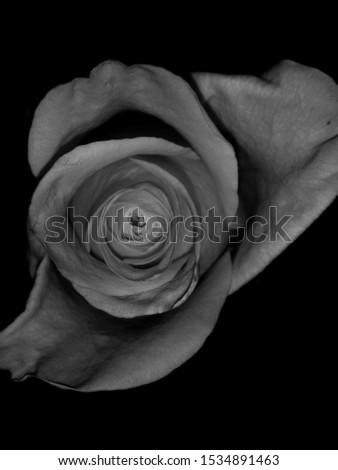 A creative, digitally enhanced rose over a black backdrop/vintage rose wallpaper design.