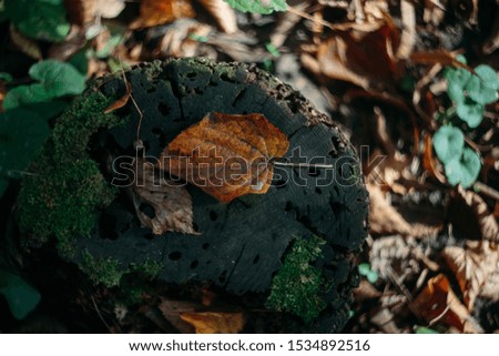 fallen leaves in autumn forest at sunny weather. Beautiful autumn