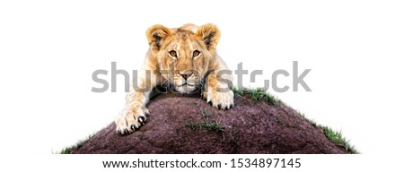 Cute lion cub hanging on to a termite mound of dirt. White weeb banner with room for text