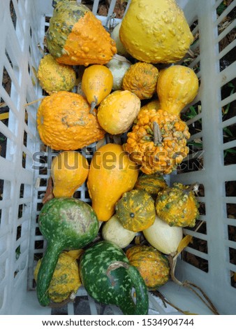 small curved ripe pumpkins of different colors
