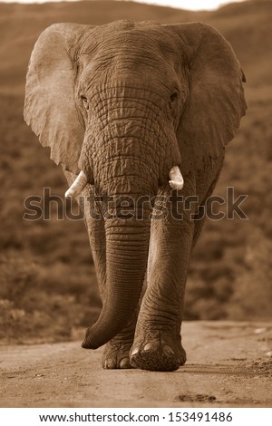 A big Elephant bull walks towards the camera in this monochrome photo taken in South Africa.