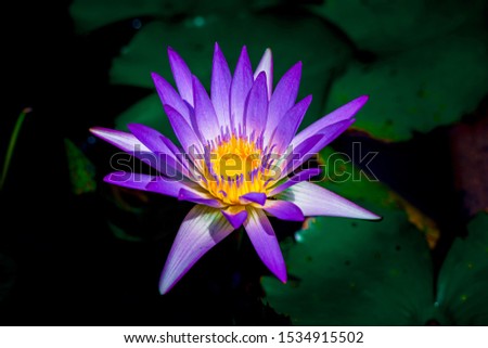 Beautiful puple waterlily or lotus flower in pond. ,Blooming Lotus Flower or Water Lily in the park