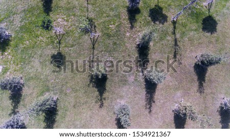 Aerial view of from the air the shadow of pine trees