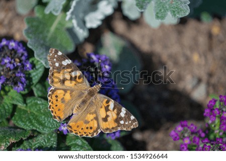 Single Butterfly on a purple flower (Distelfalter)