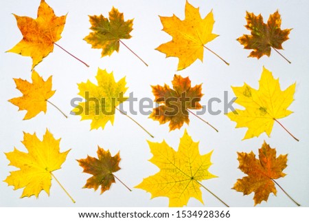 Autumn yellowed maple leaves fly around on a gray background