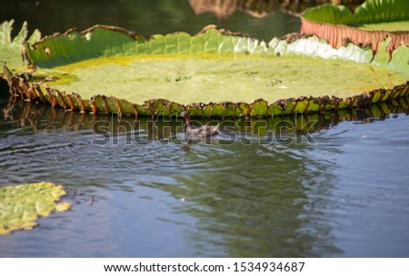 Little Grebe in Water (Tachybaptus ruficollis)