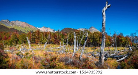 Panoramic view of magical colorful fairytale forest at Tierra del Fuego National Park in Patagonia, Argentina, golden Autumn time, blue sky