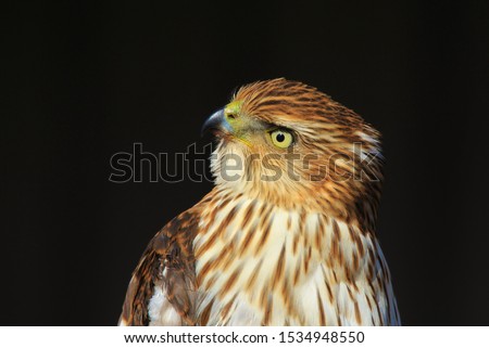 A juvenile Cooper's Hawk poses for pictures, as seen in the complete wilds in Missouri, USA.  With captivating composure, this beautiful raptor represents power, focus and extremely good eyesight.  