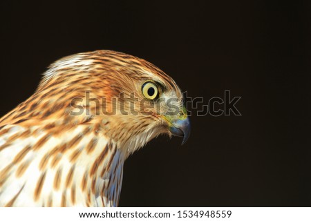 A juvenile Cooper's Hawk poses for pictures, as seen in the complete wilds in Missouri, USA.  With captivating composure, this beautiful raptor represents power, focus and extremely good eyesight.  