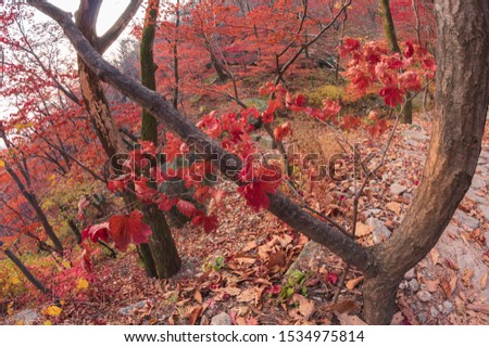 Autumn season Maple leaves in Bukhansan mountains at Seoul,South Korea.Effect picture soft. Fish eye lens.