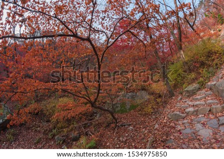 Autumn season Maple leaves in Bukhansan mountains at Seoul,South Korea.Effect picture soft. Fish eye lens.
