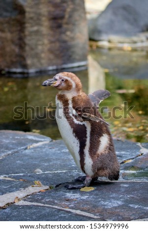 The Humboldt penguin (Spheniscus humboldti) (also termed Chilean penguin, Peruvian penguin, or patranca) is a South American penguin that breeds in coastal Chile and Peru. 