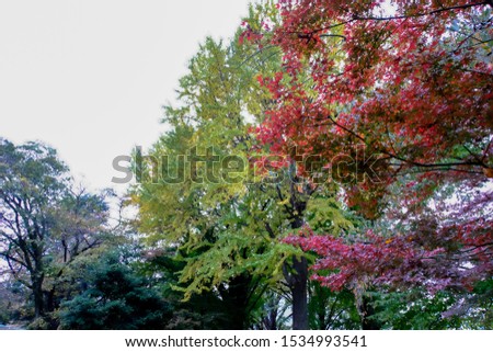 Red Maple branch tree in park, on autumn season, maple leaves turn to red, sunlight in season change, Japan

