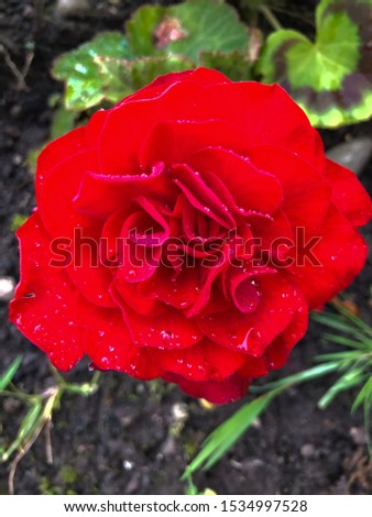 Bold Red, Rose Flower Blossom 