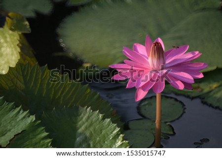 Image blurry close up focus of nature pink lotus flowers with greenery background in a summer garden of beautiful waterlily pond.
