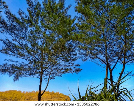 evergreen trees around the beach during the day