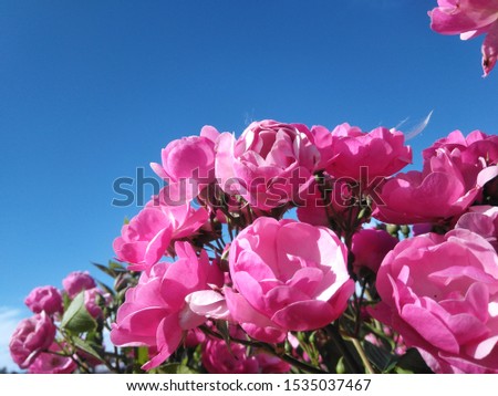 Flowers against the blue sky