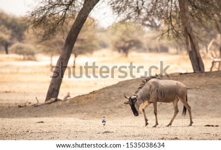 blue wilderbeest in a national park in Tanzania Royalty-Free Stock Photo #1535038634