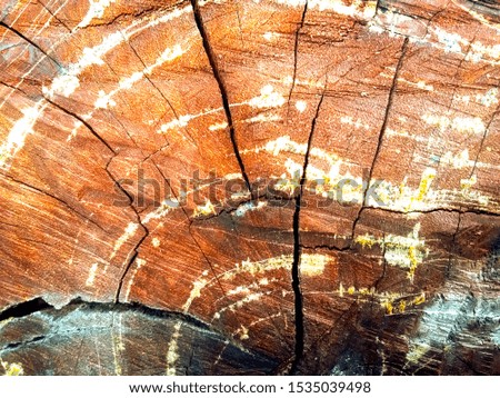Wood texture in spring. Background image.Wood backgrounds.
