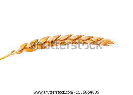 a bright closeup of a golden ripe dinkel hulled wheat Spelt Spelt (Triticum spelta dicoccum) rye grain relict crop health food ready for harvest isolated on white Royalty-Free Stock Photo #1535064005