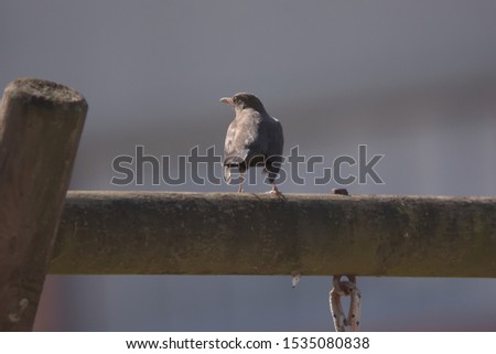 Isolated female Blackbird in backlight.