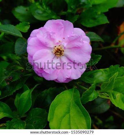 pink flower isolated beautiful floral fauna