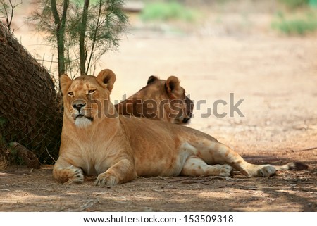 Close Up picture of lioness resting in zoo