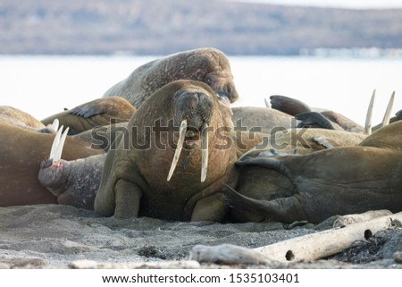Walrus at the north of the world at Spitsbergen.