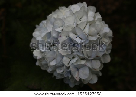 Beautiful flower Hydrangea nature white violet