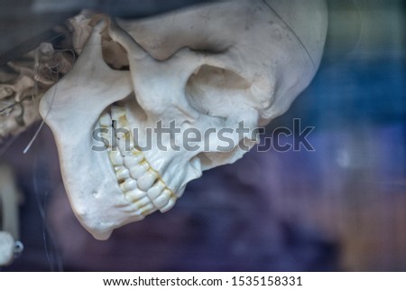 Photo of a human skull in profile on a blue background