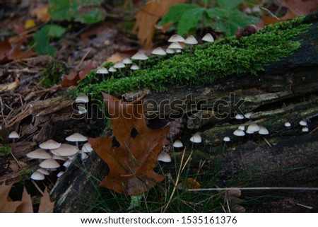 Autumn in the forest with mushrooms growing on an old trunk