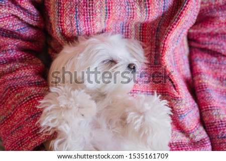 young beautiful woman lying on bed with her Cute maltese dog besides. love for animals concept