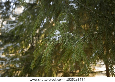 copy space filled frame close up background day shot of branches of a green pine tree with thin needles and white snow on them