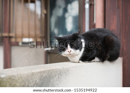A black and white colored cat sitting on a wall